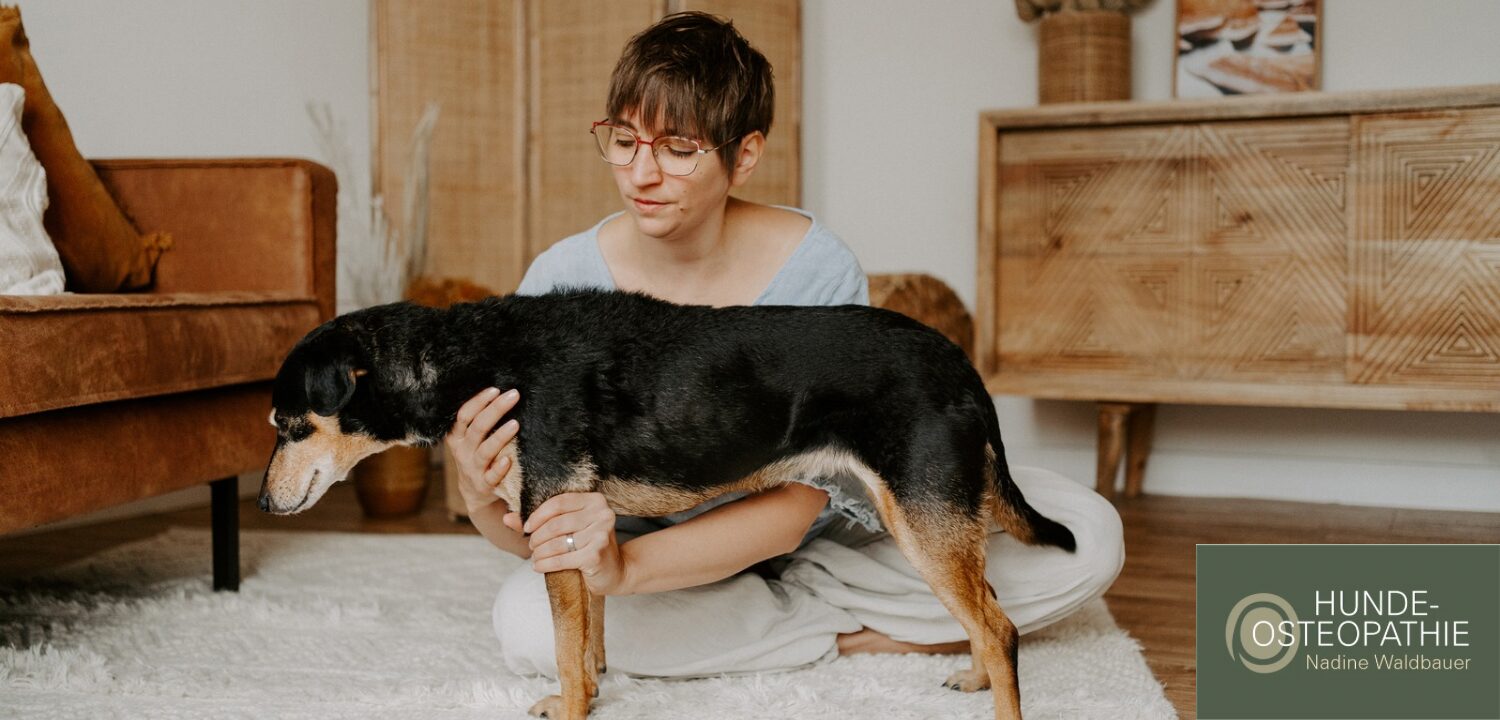 Osteopathische Behandlung Hund